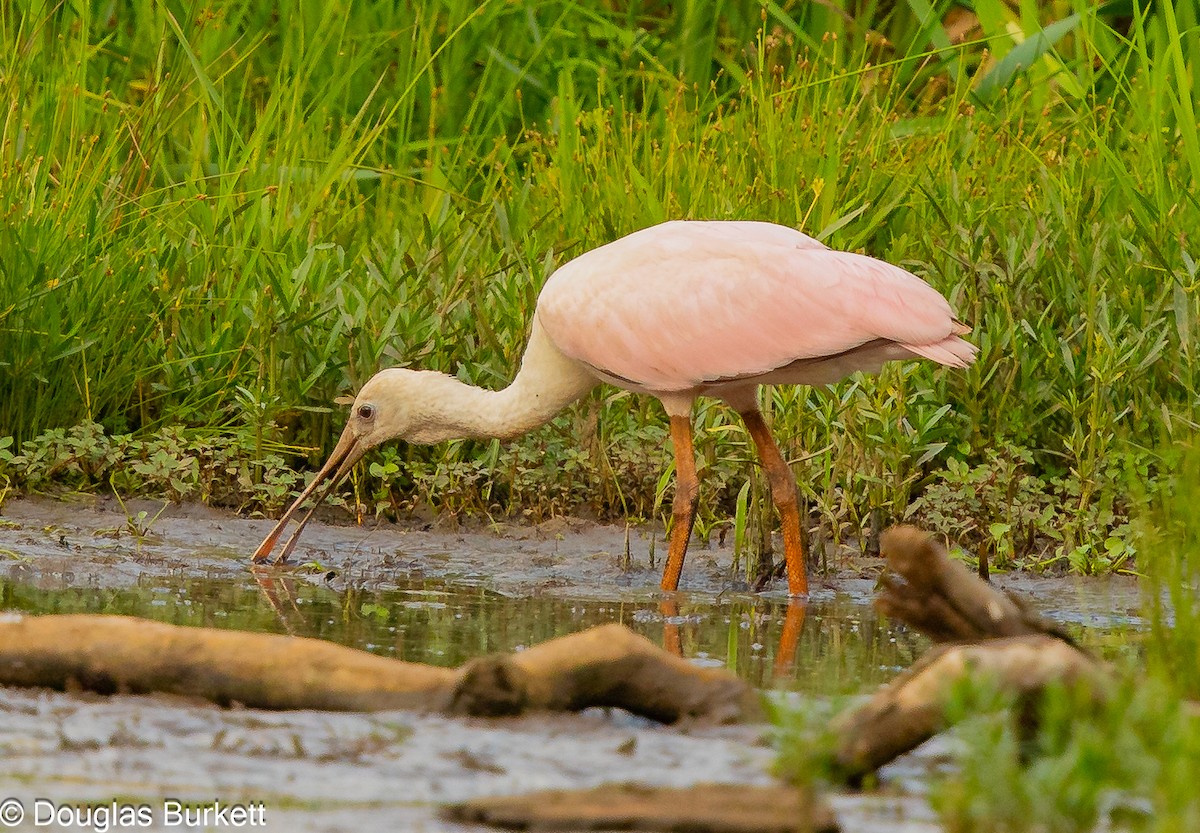 Roseate Spoonbill - ML620937523