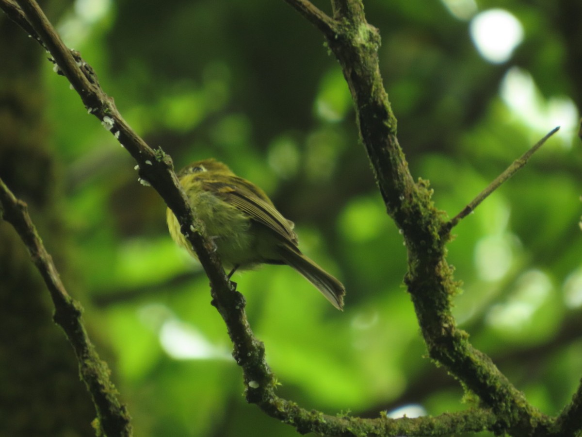 Yellowish Flycatcher - ML620937531