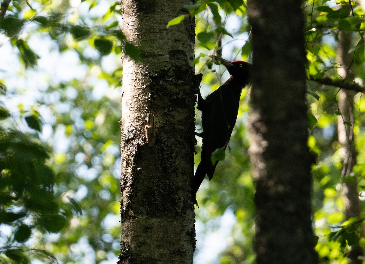 Black Woodpecker - ML620937536