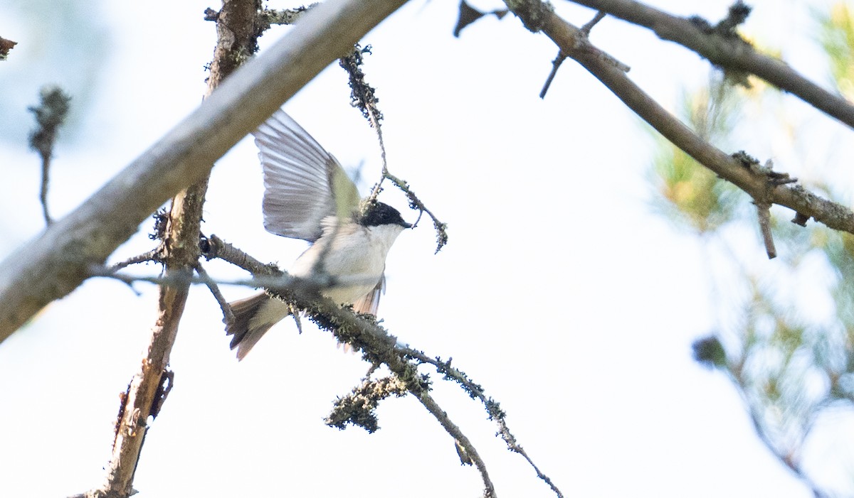 European Pied Flycatcher - ML620937544