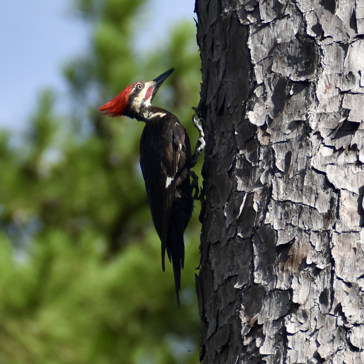 Pileated Woodpecker - ML620937545