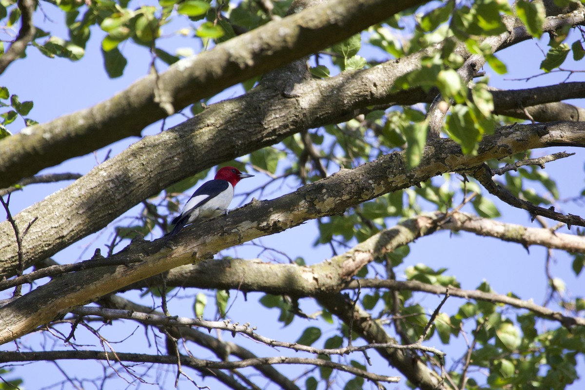 Red-headed Woodpecker - ML620937554
