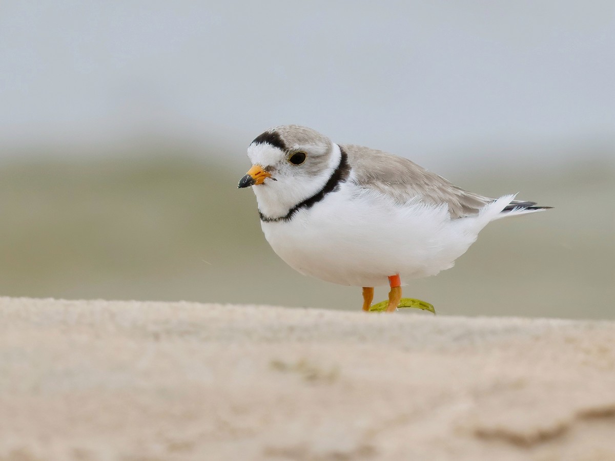 Piping Plover - ML620937555