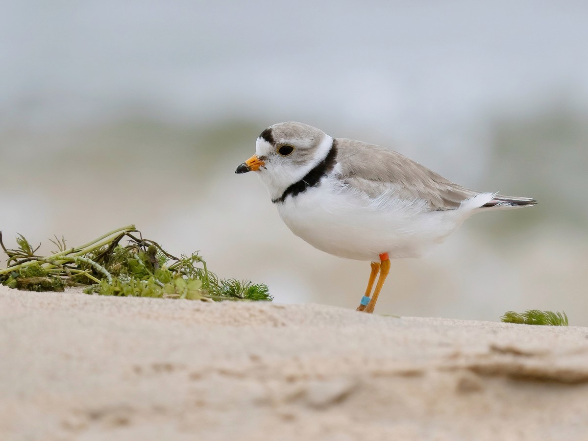 Piping Plover - ML620937556