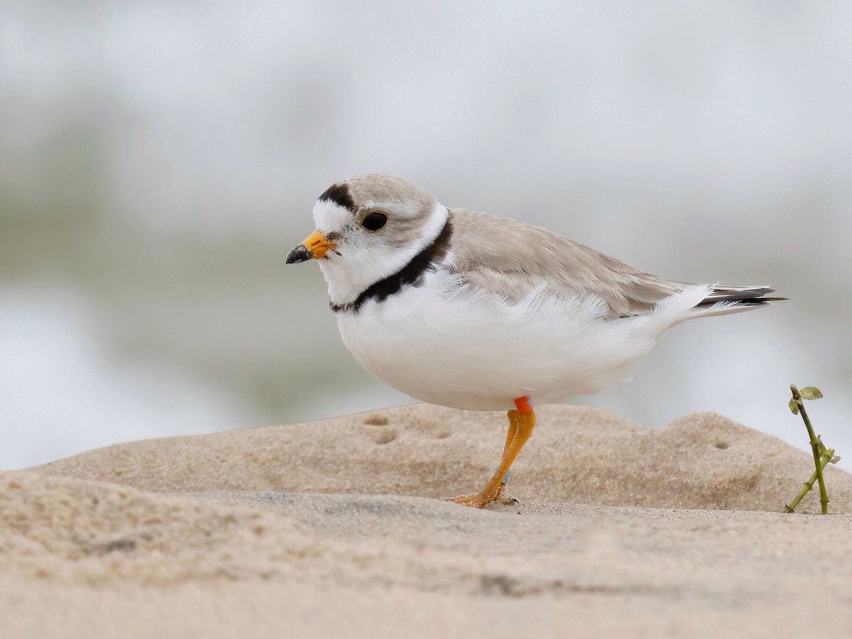 Piping Plover - ML620937557