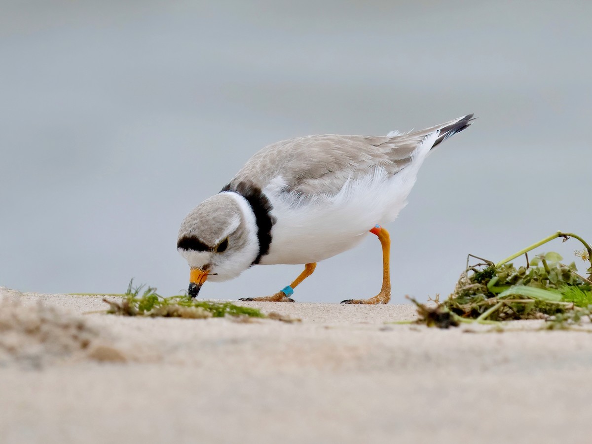 Piping Plover - ML620937558