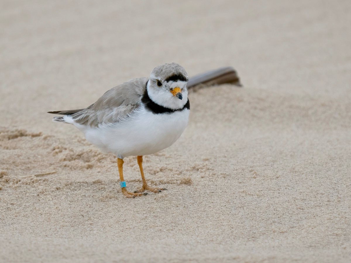 Piping Plover - ML620937559
