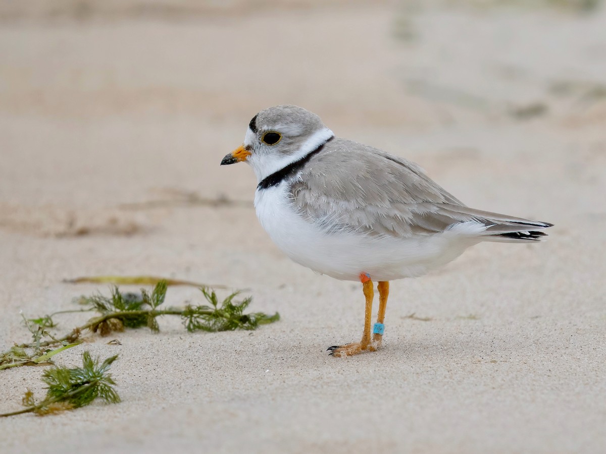 Piping Plover - ML620937560