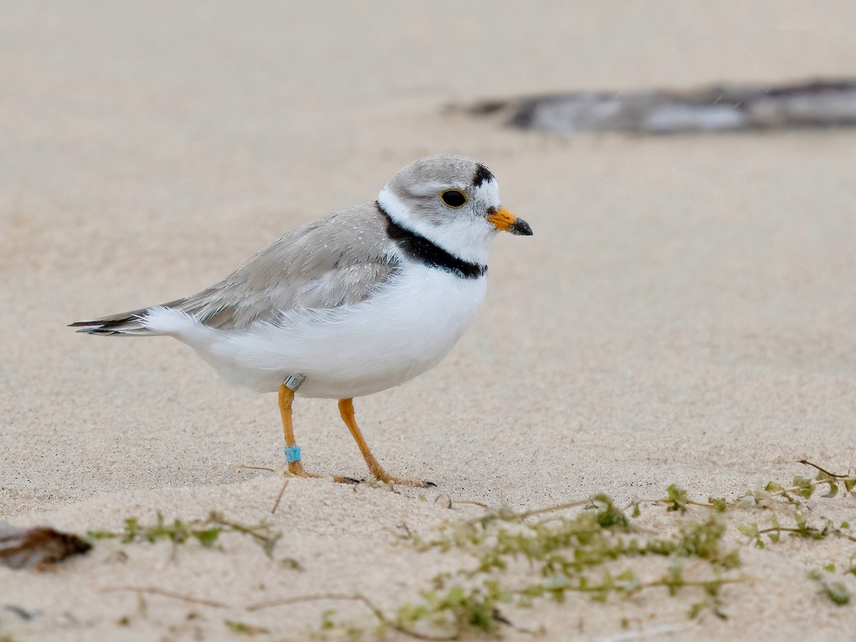 Piping Plover - ML620937561