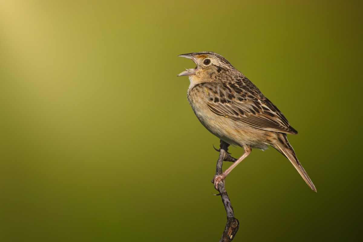 Grasshopper Sparrow - ML620937568