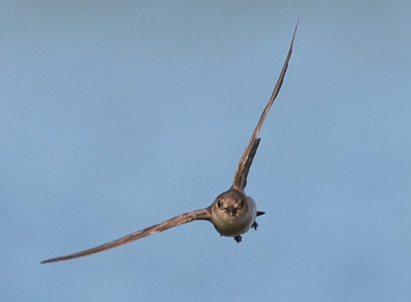 Northern Rough-winged Swallow - ML620937577