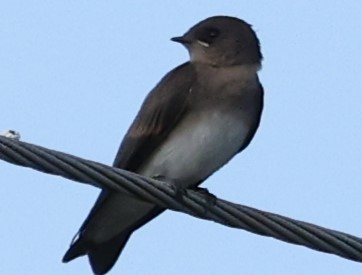 Northern Rough-winged Swallow - ML620937578