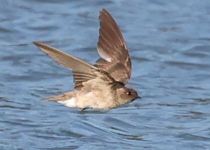 Northern Rough-winged Swallow - ML620937579