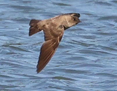 Northern Rough-winged Swallow - ML620937580