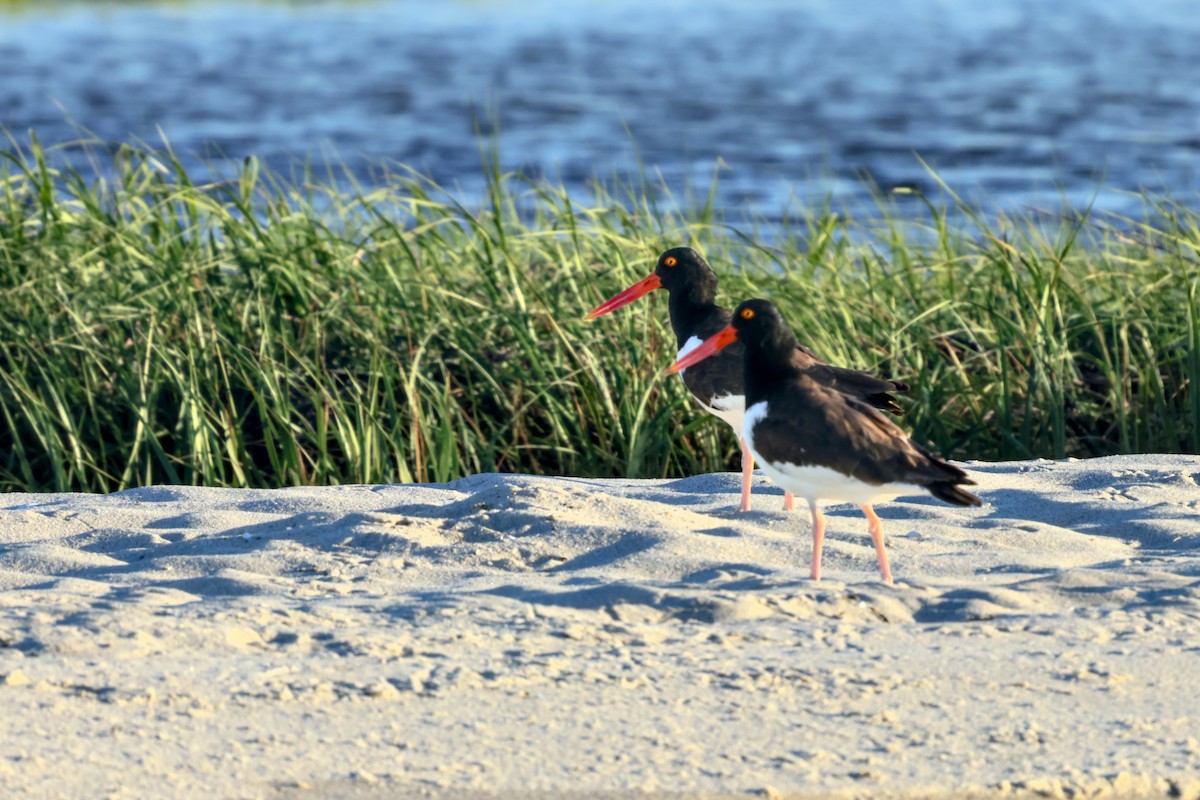 American Oystercatcher - ML620937582