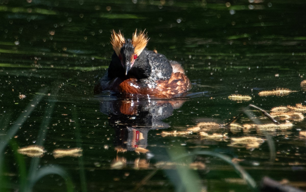 Horned Grebe - ML620937584