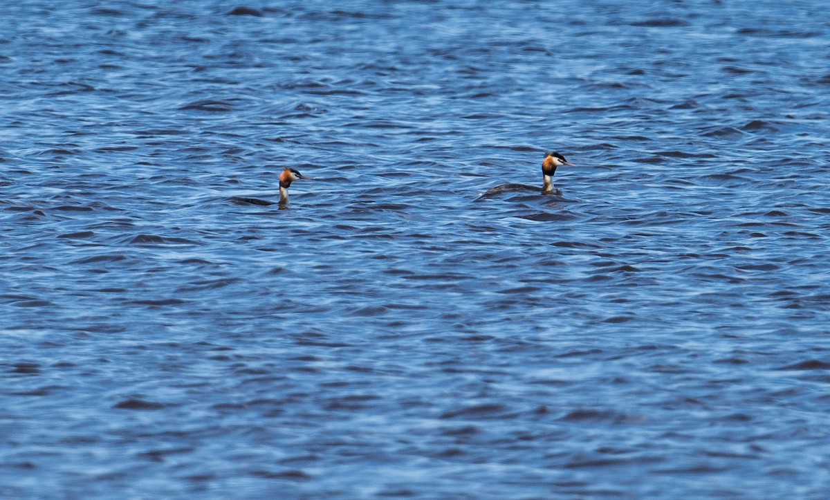 Great Crested Grebe - ML620937597