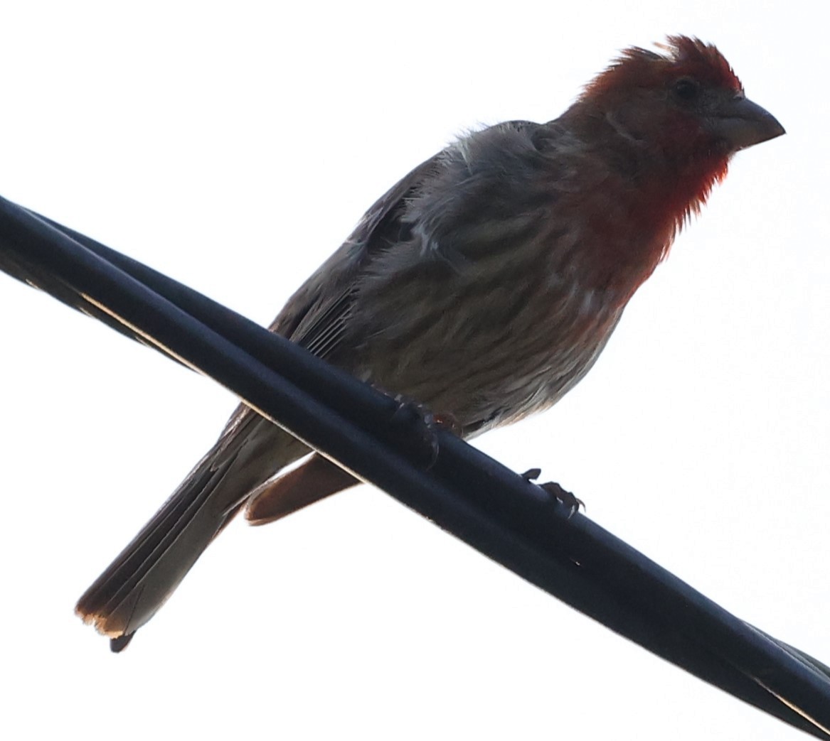 House Finch - ML620937600