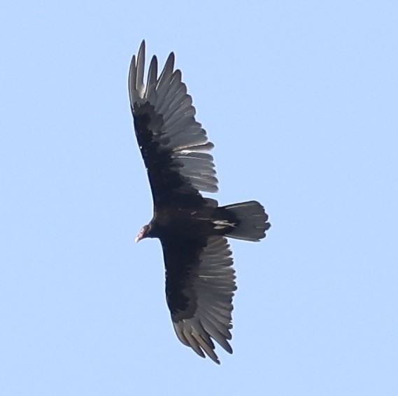 Turkey Vulture - ML620937612