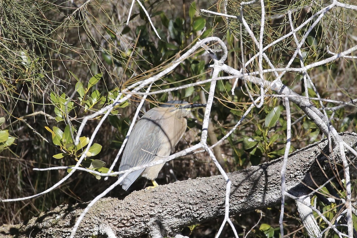 Striated Heron - ML620937625