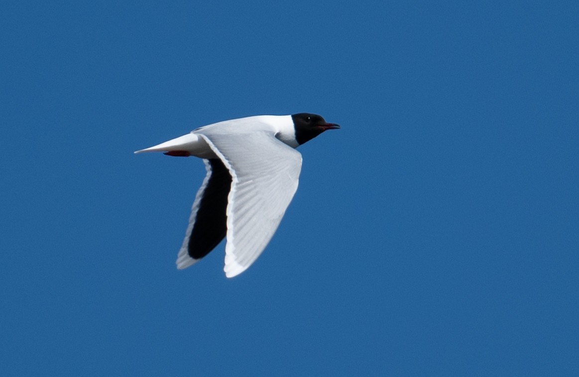 Little Gull - ML620937626