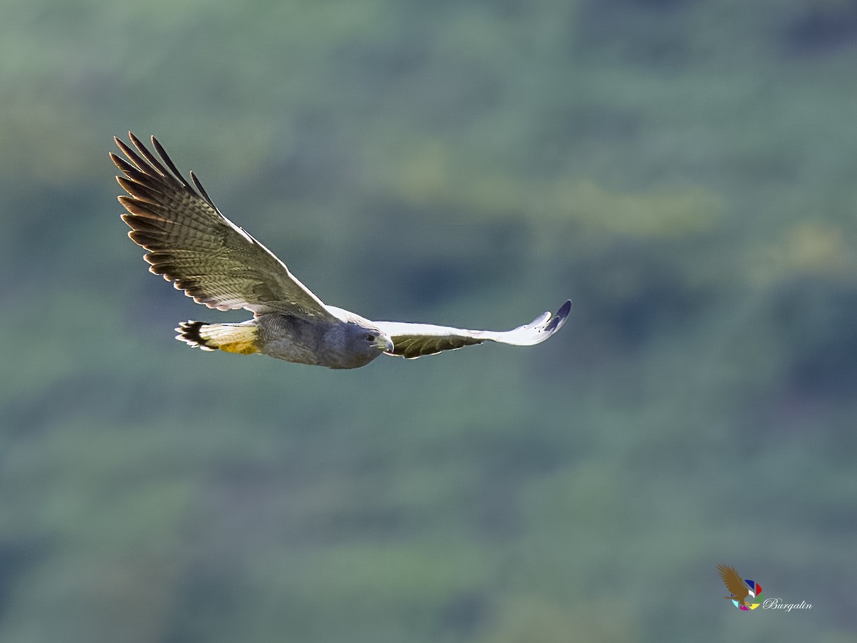 Black-chested Buzzard-Eagle - fernando Burgalin Sequeria