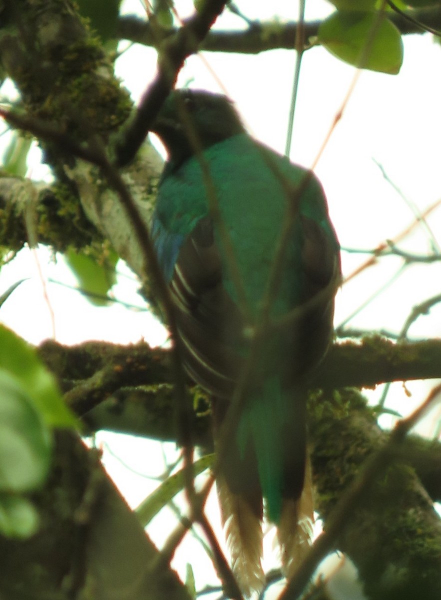 Quetzal Guatemalteco - ML620937643
