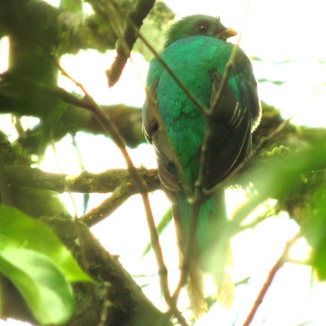 Quetzal Guatemalteco - ML620937646