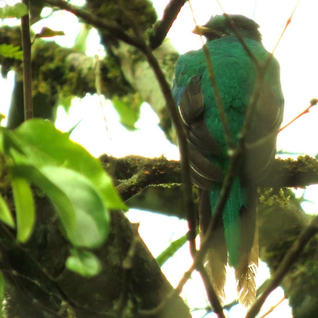 Quetzal Guatemalteco - ML620937647