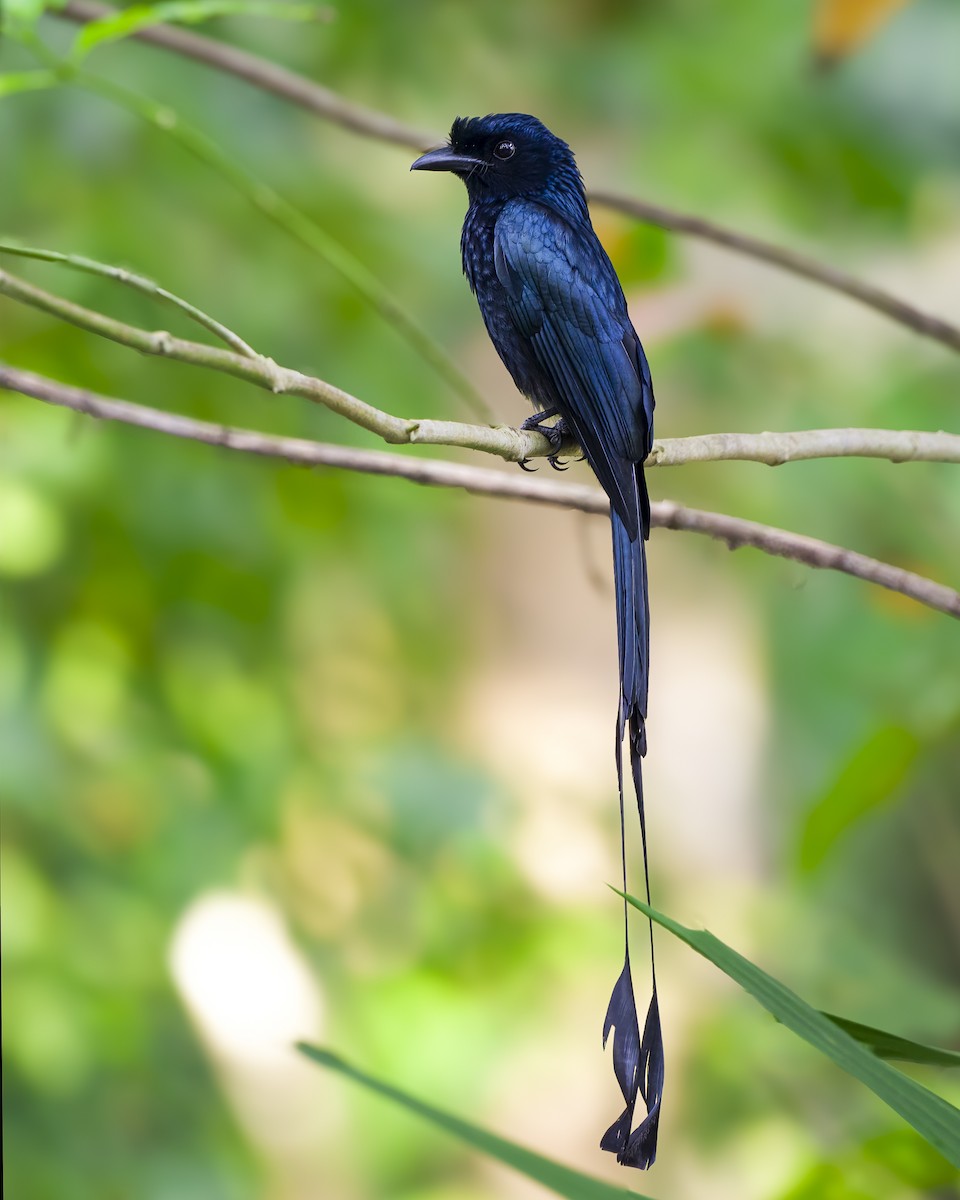 Greater Racket-tailed Drongo - ML620937649