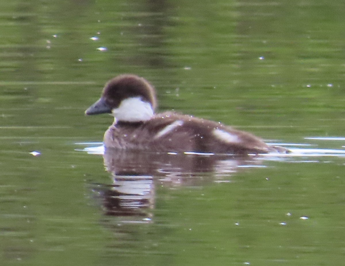 Barrow's Goldeneye - ML620937664