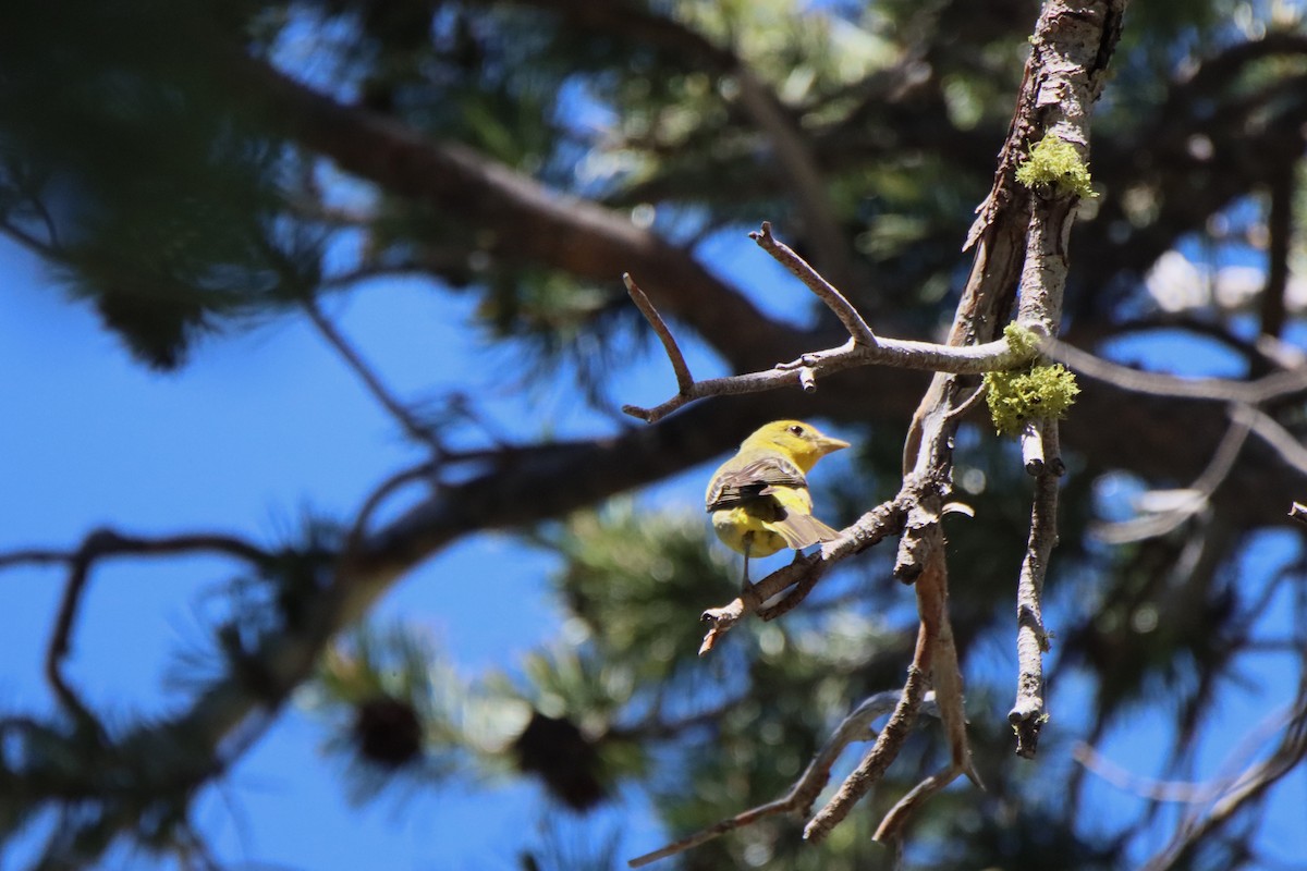 Western Tanager - ML620937678