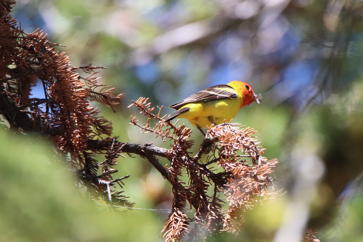 Western Tanager - ML620937679