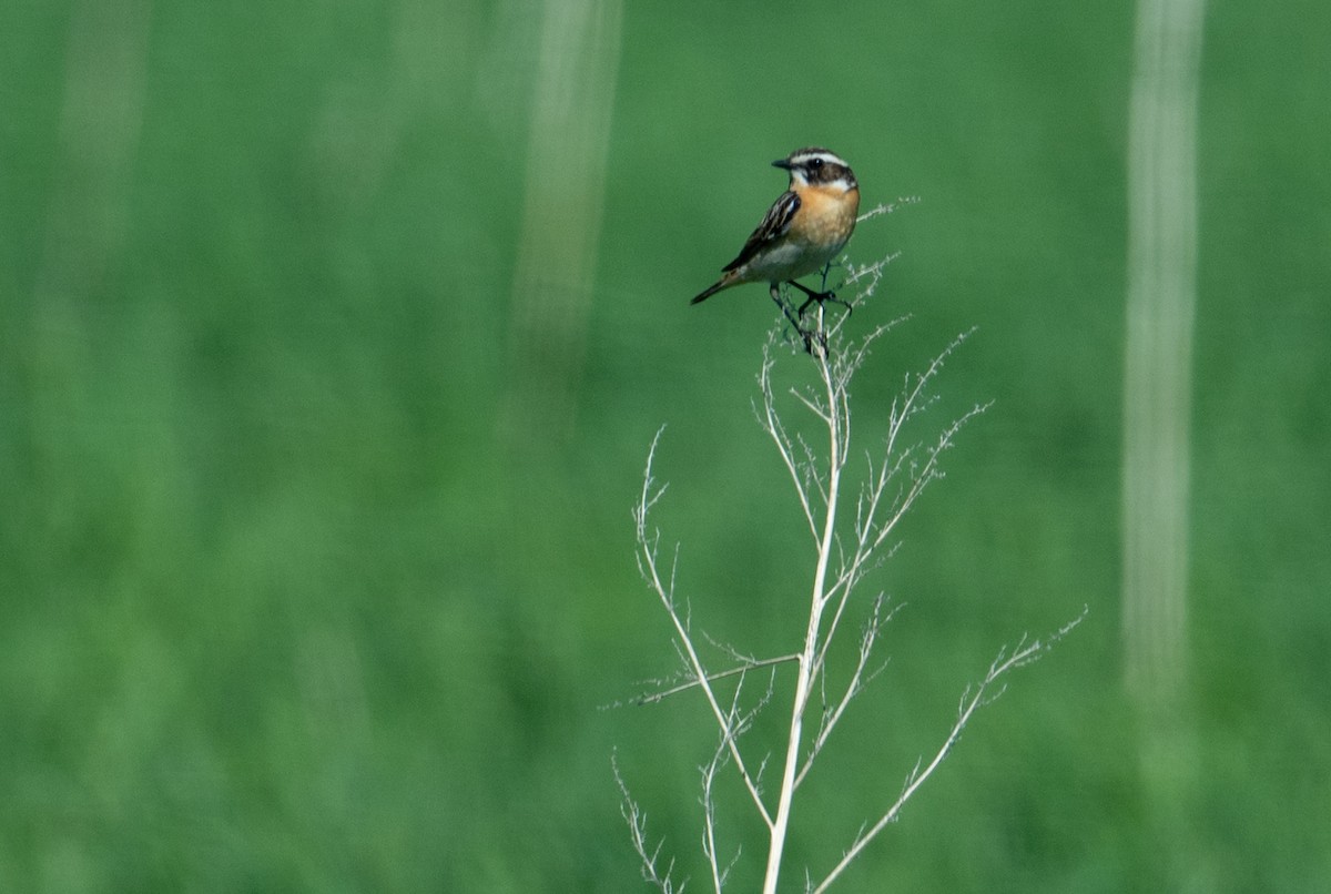 Whinchat - ML620937691