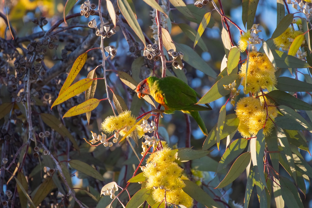 Musk x Rainbow Lorikeet (hybrid) - ML620937692