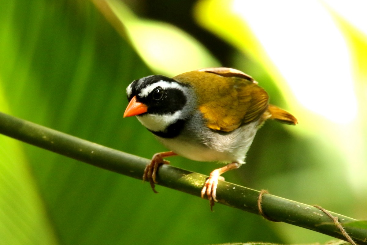 Orange-billed Sparrow - ML620937719