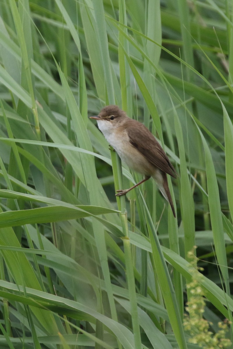 Common Reed Warbler - ML620937754