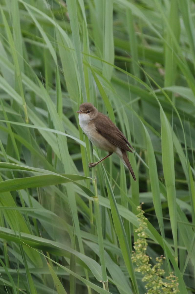 Common Reed Warbler - ML620937755