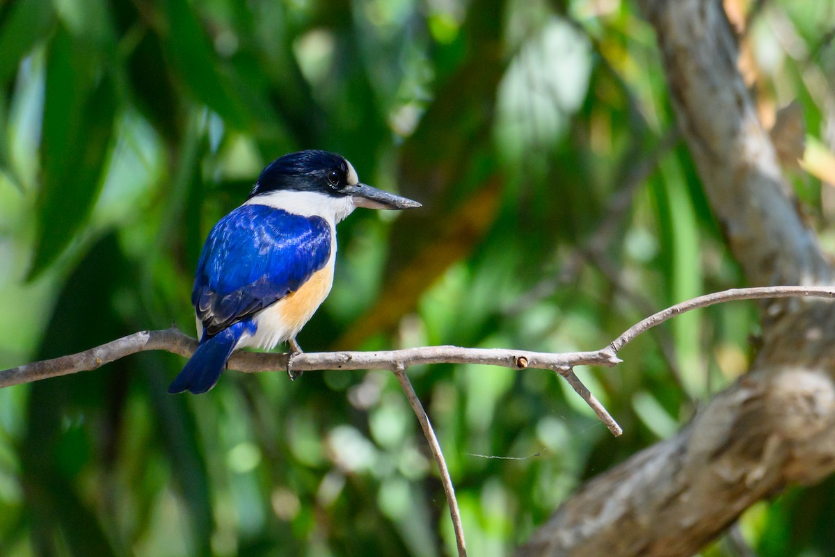 Forest Kingfisher - ML620937764