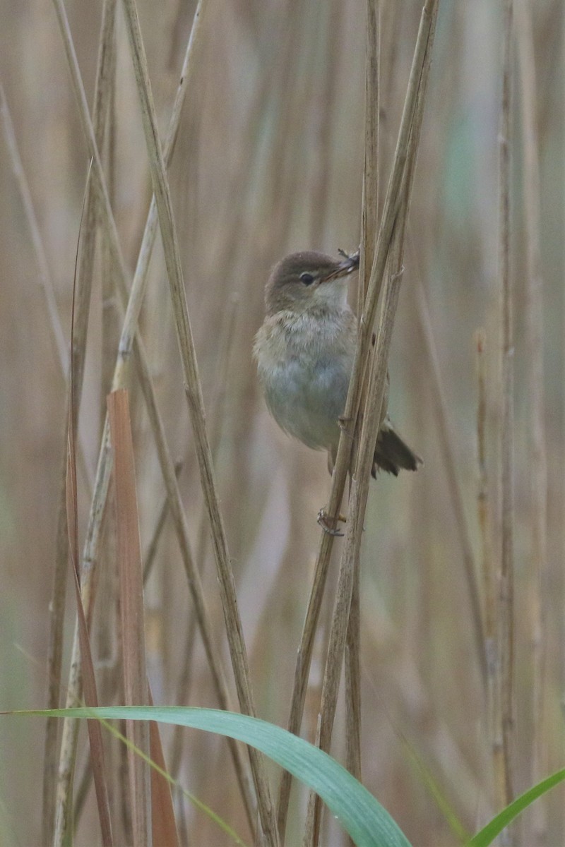 Common Reed Warbler - ML620937765