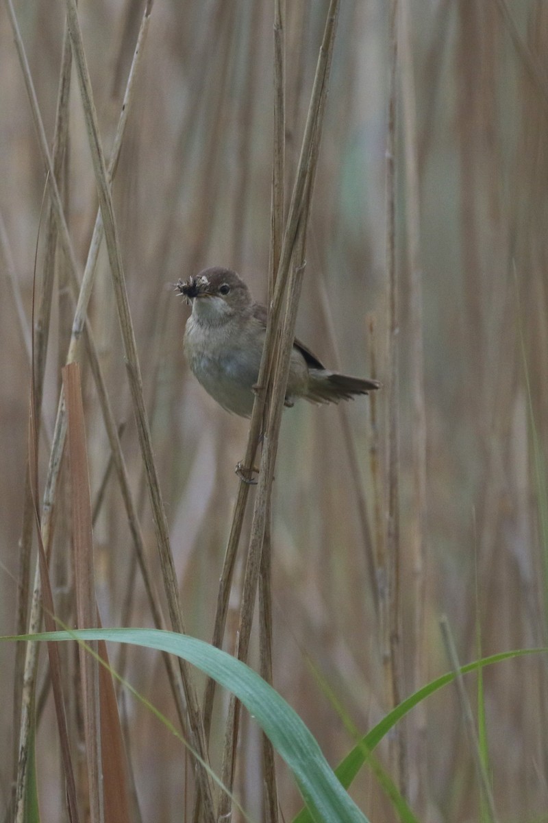 Common Reed Warbler - ML620937766