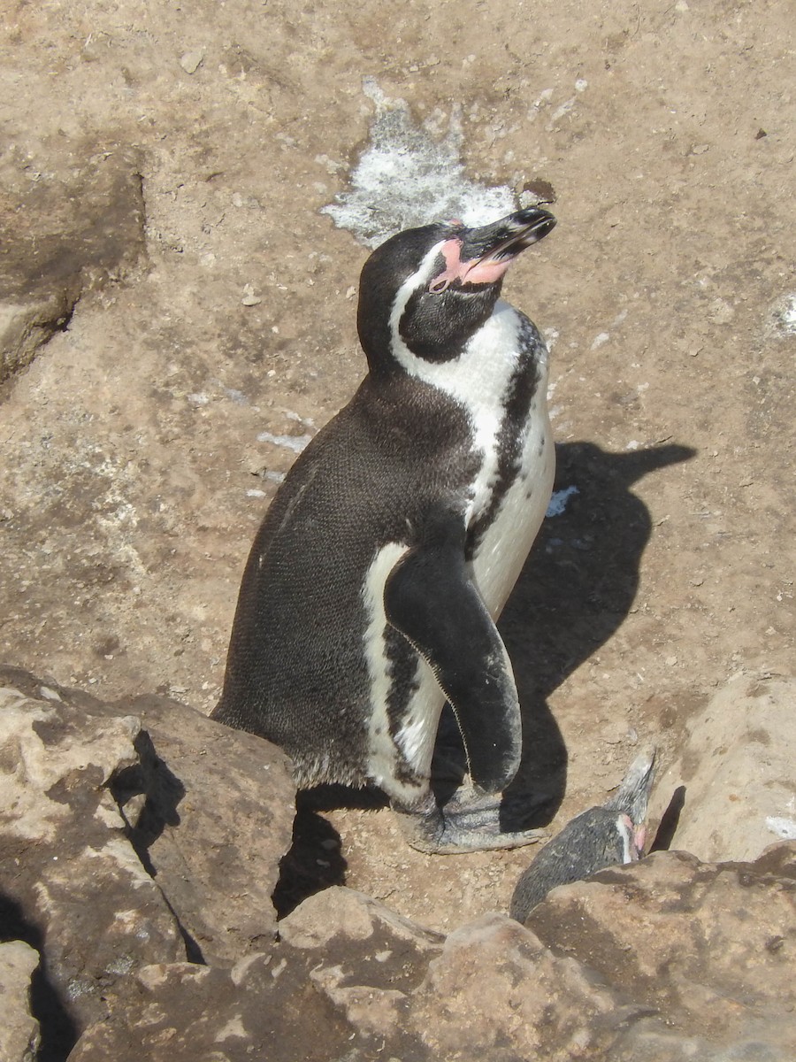 Pingüino de Humboldt - ML620937767