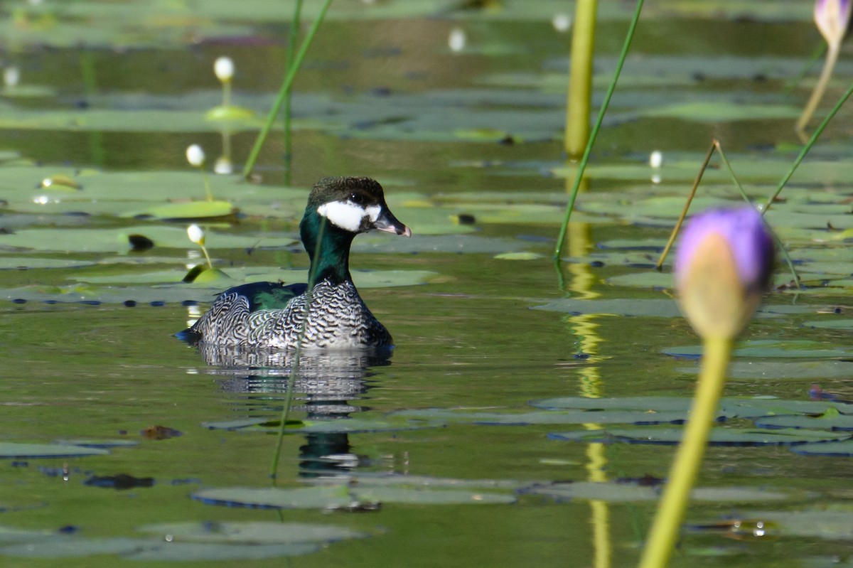 Green Pygmy-Goose - ML620937769