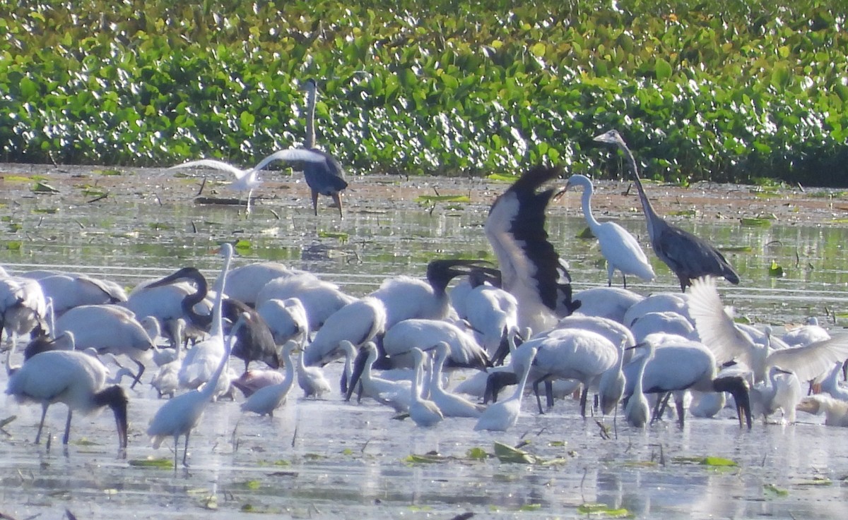 Wood Stork - ML620937778