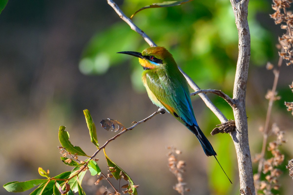 Rainbow Bee-eater - ML620937782