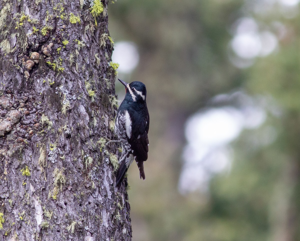 Williamson's Sapsucker - ML620937803