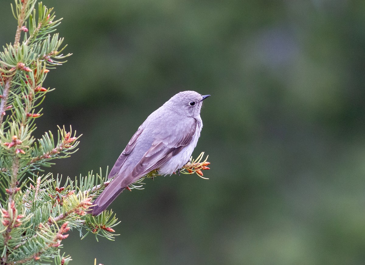 Townsend's Solitaire - ML620937810