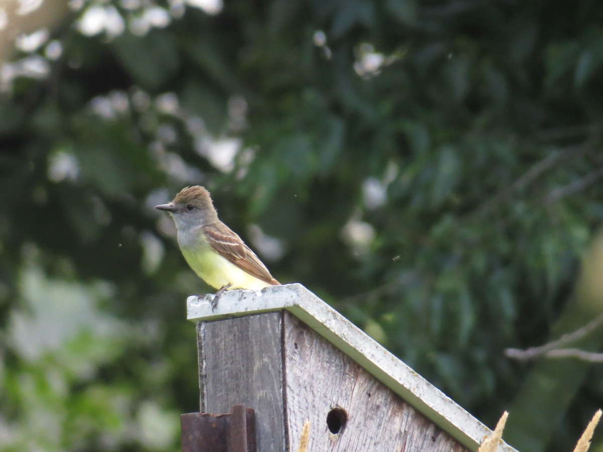 Great Crested Flycatcher - ML620937832