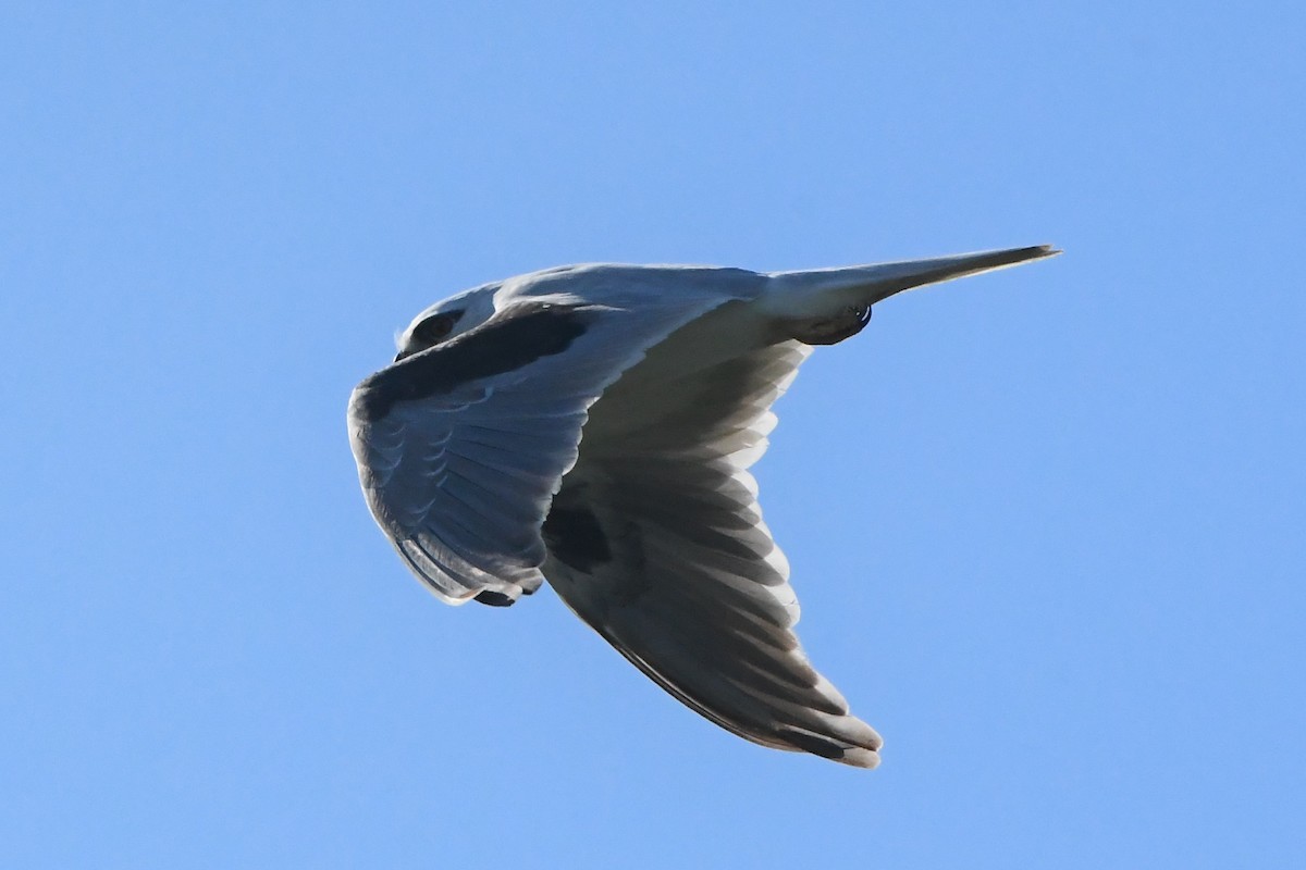Black-shouldered Kite - ML620937846