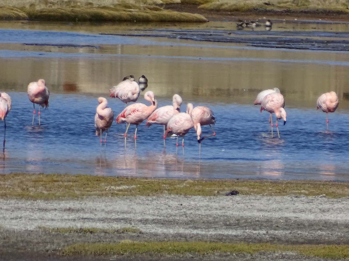 Şili Flamingosu - ML620937860